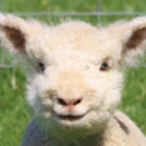 Meet your Posher, Audrey